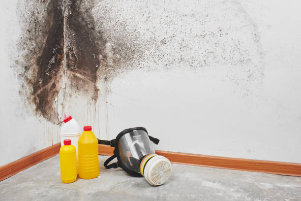Home Mold Removal in Locust Grove, GA