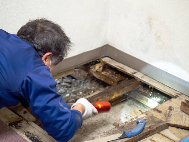 Best Commercial Mold Removal  in Locust Grove, GA