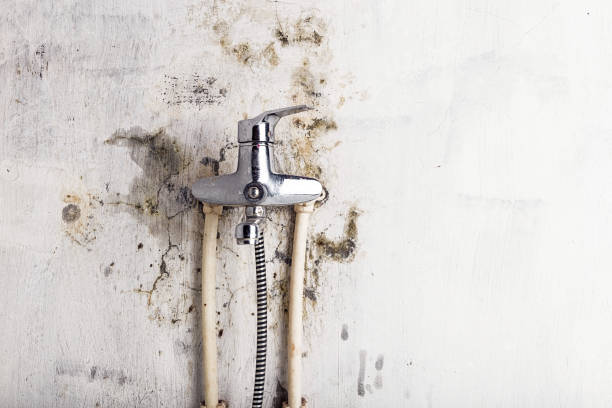 Professional Mold Removal in Locust Grove, GA