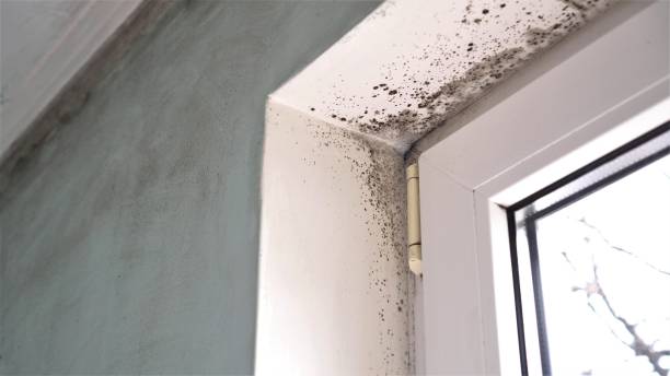 Best Emergency Mold Removal  in Locust Grove, GA