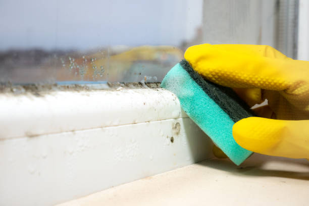 Best Toxic Mold Removal  in Locust Grove, GA