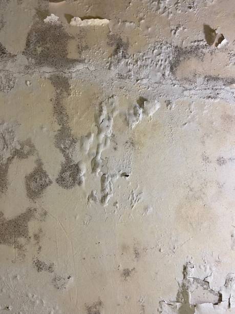 Best Mold Testing  in Locust Grove, GA