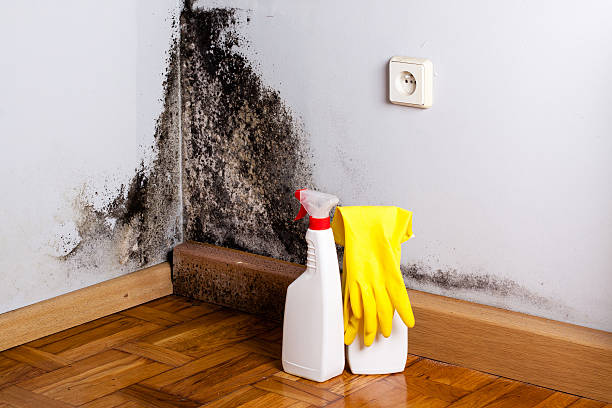 Best Attic Mold Removal  in Locust Grove, GA
