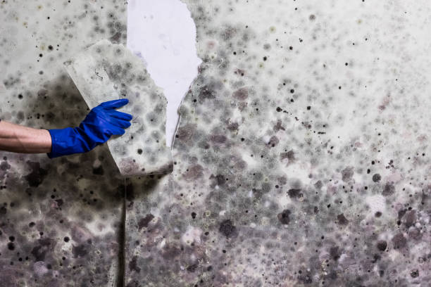 Certified Mold Removal in Locust Grove, GA
